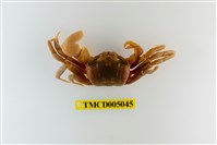 藏品(斯氏沙蟹)的圖片